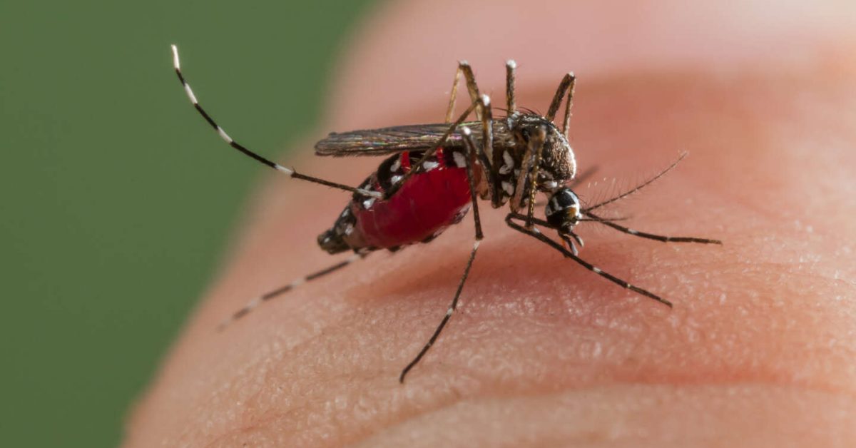 Asian Tiger Mosquito biting on finger Spain ; Invasive, potentially disease-carrying species around the world, photographed in Catalonia, Spain, where it is present since 2004.