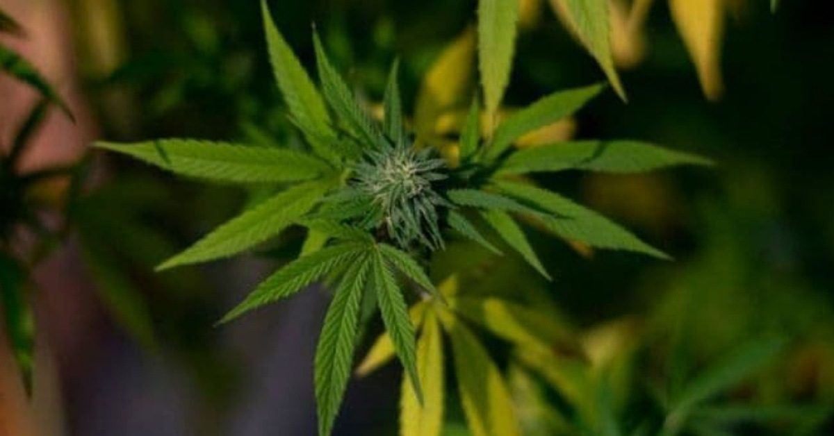 IMG_20230908_224911_(1200_x_628_pixel) IMG_20230908_224911_(1200_x_628_pixel)