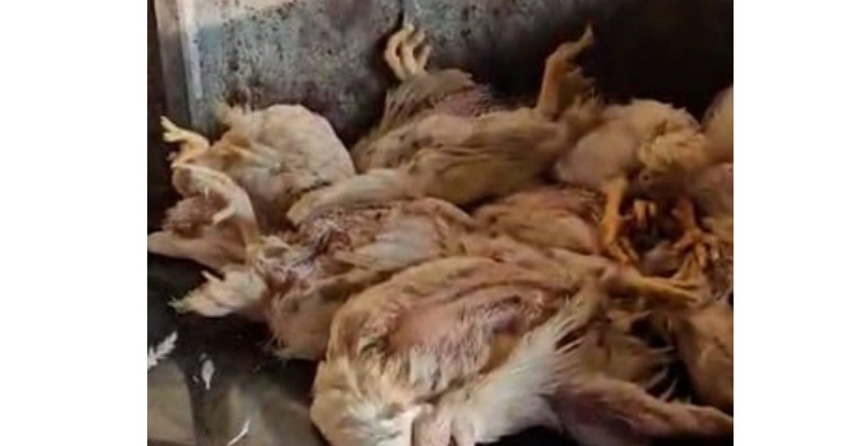 IMG_20231130_122606_(1200_x_628_pixel) IMG_20231130_122606_(1200_x_628_pixel)