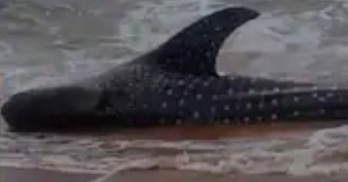 IMG_20231228_210825_(1200_x_628_pixel) IMG_20231228_210825_(1200_x_628_pixel)