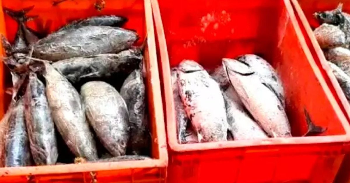 IMG_20240323_222651_(1200_x_628_pixel)