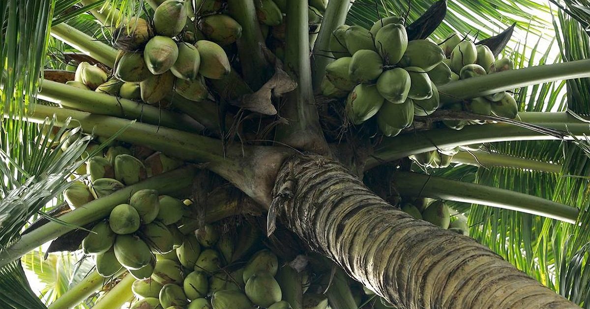 IMG_20240606_123931_(1200_x_628_pixel)