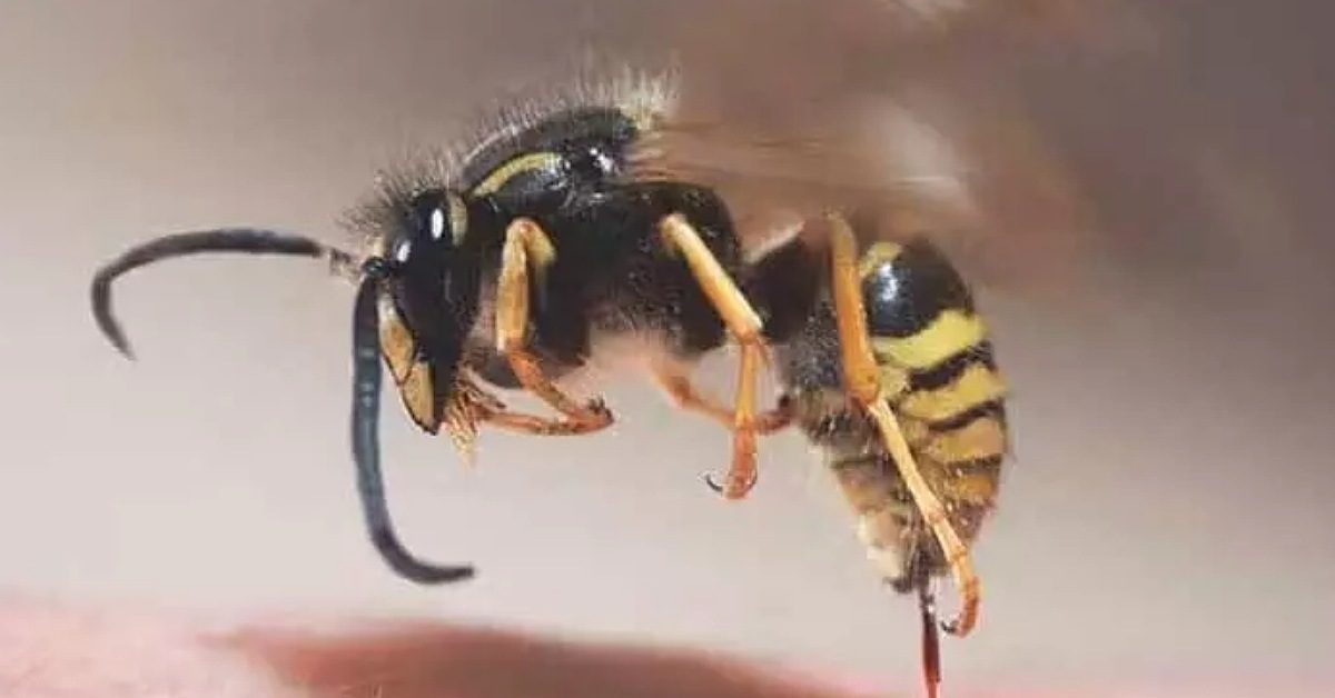 IMG_20240621_232128_(1200_x_628_pixel)