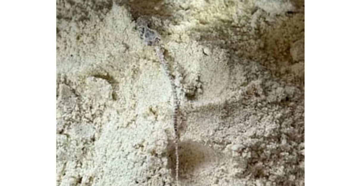 IMG_20250928_234533_(1200_x_628_pixel)