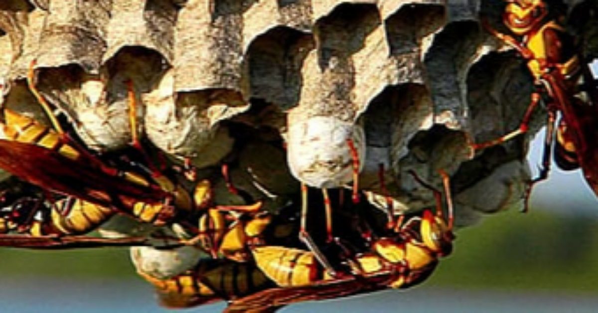 IMG_20251207_112040_(1200_x_628_pixel)