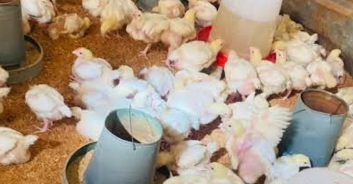 IMG_20251228_232929_(1200_x_628_pixel)