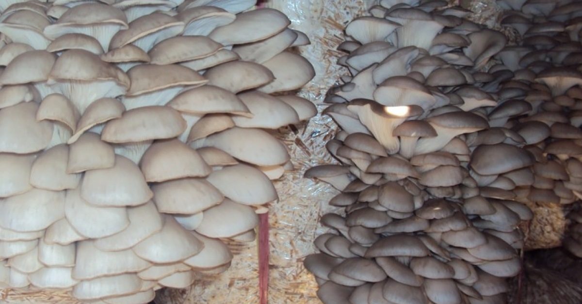 IMG_20260130_104329_(1200_x_628_pixel)