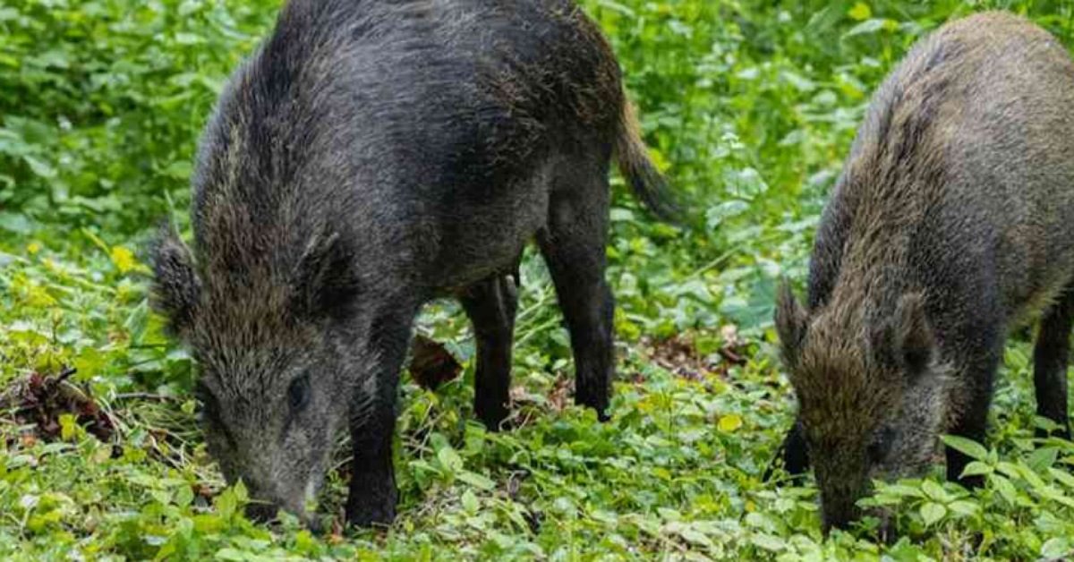 IMG_20260131_185914_(1200_x_628_pixel)